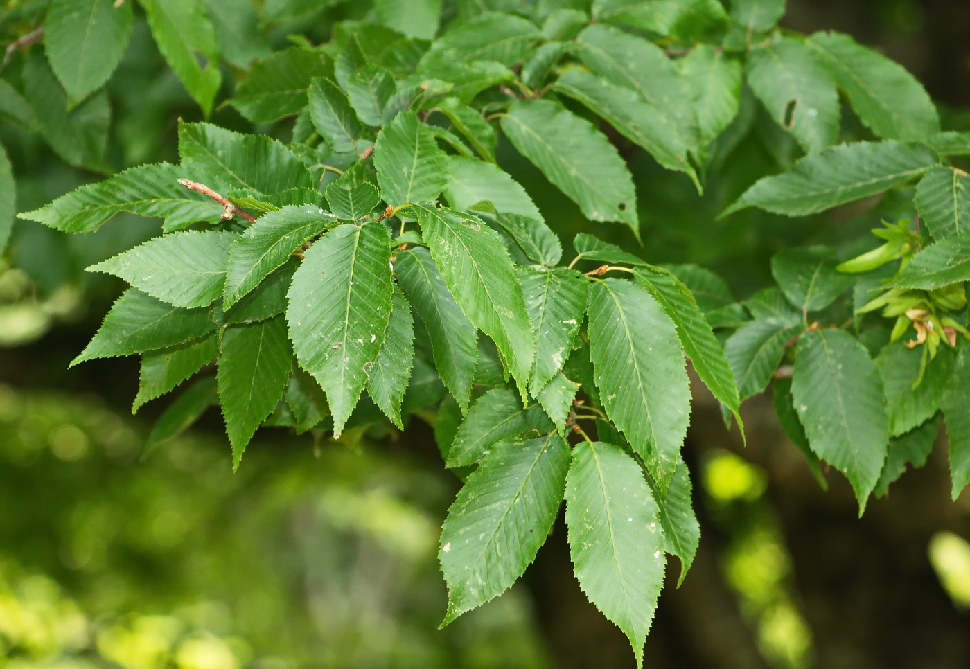 Изображение особи Carpinus betulus.