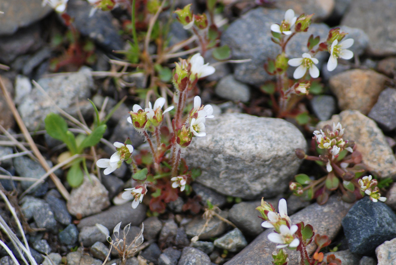 Изображение особи Saxifraga rivularis.