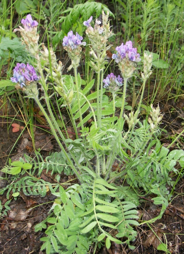 Изображение особи Oxytropis kungurensis.