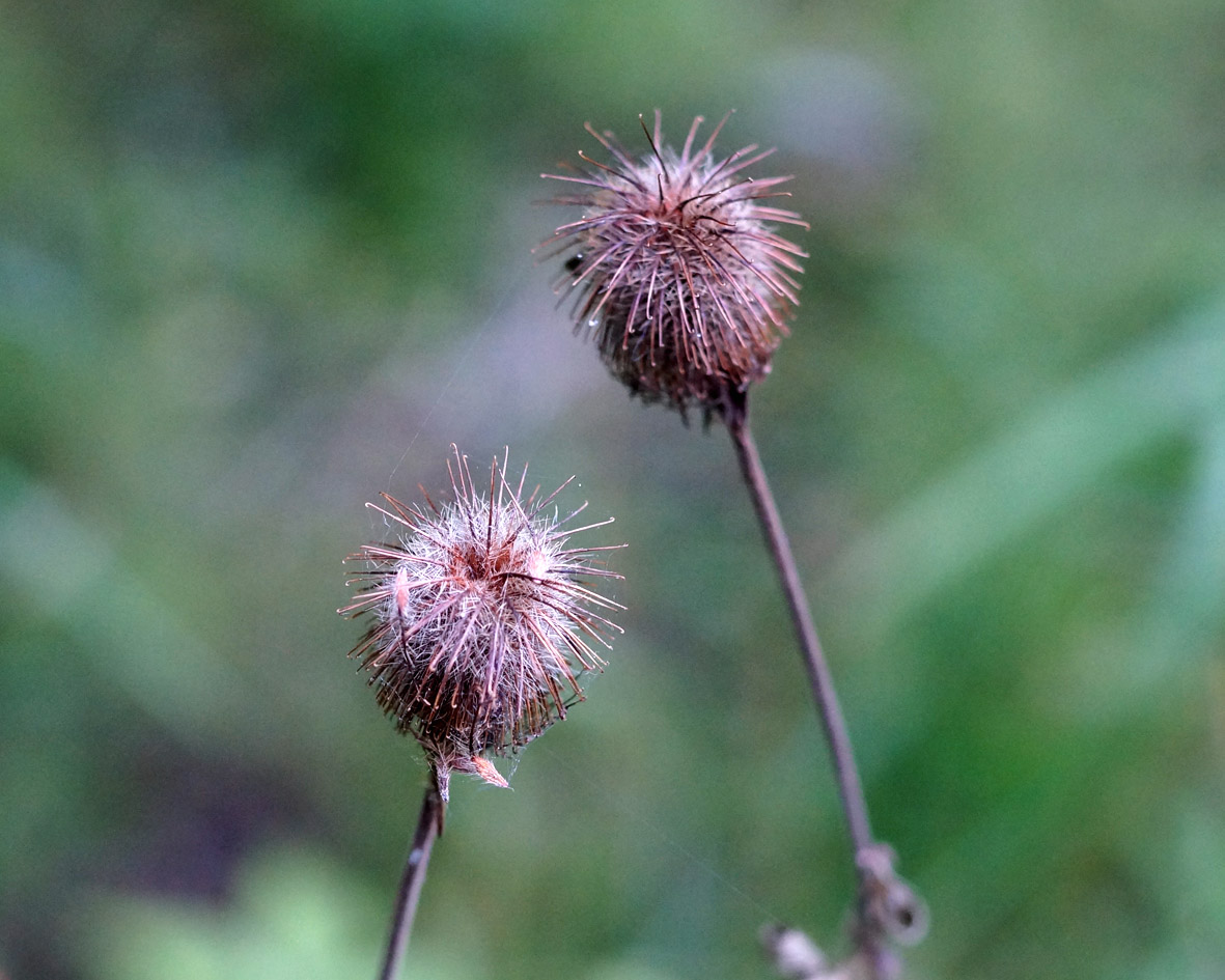 Изображение особи Geum aleppicum.