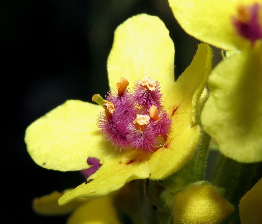 Image of Verbascum nigrum specimen.