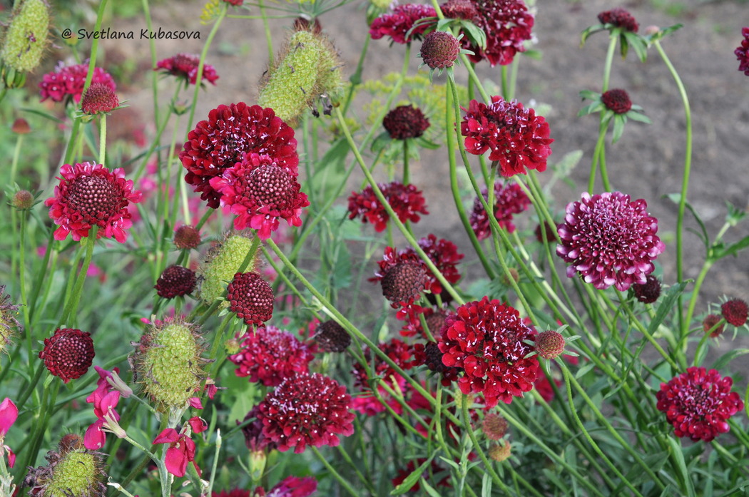 Изображение особи Sixalix atropurpurea.