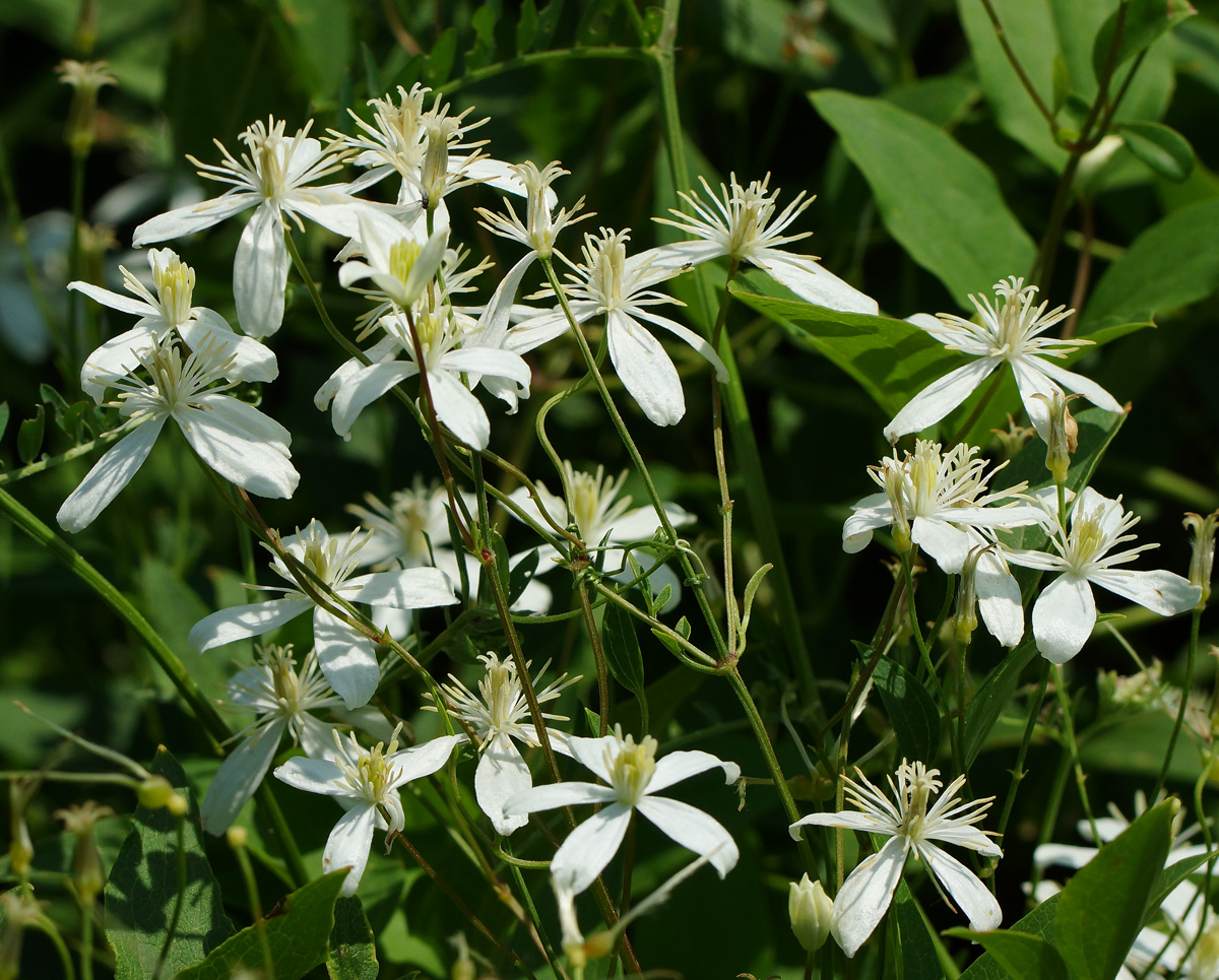 Image of Clematis mandshurica specimen.