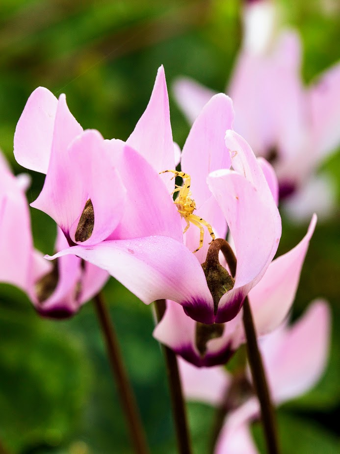 Изображение особи Cyclamen persicum.