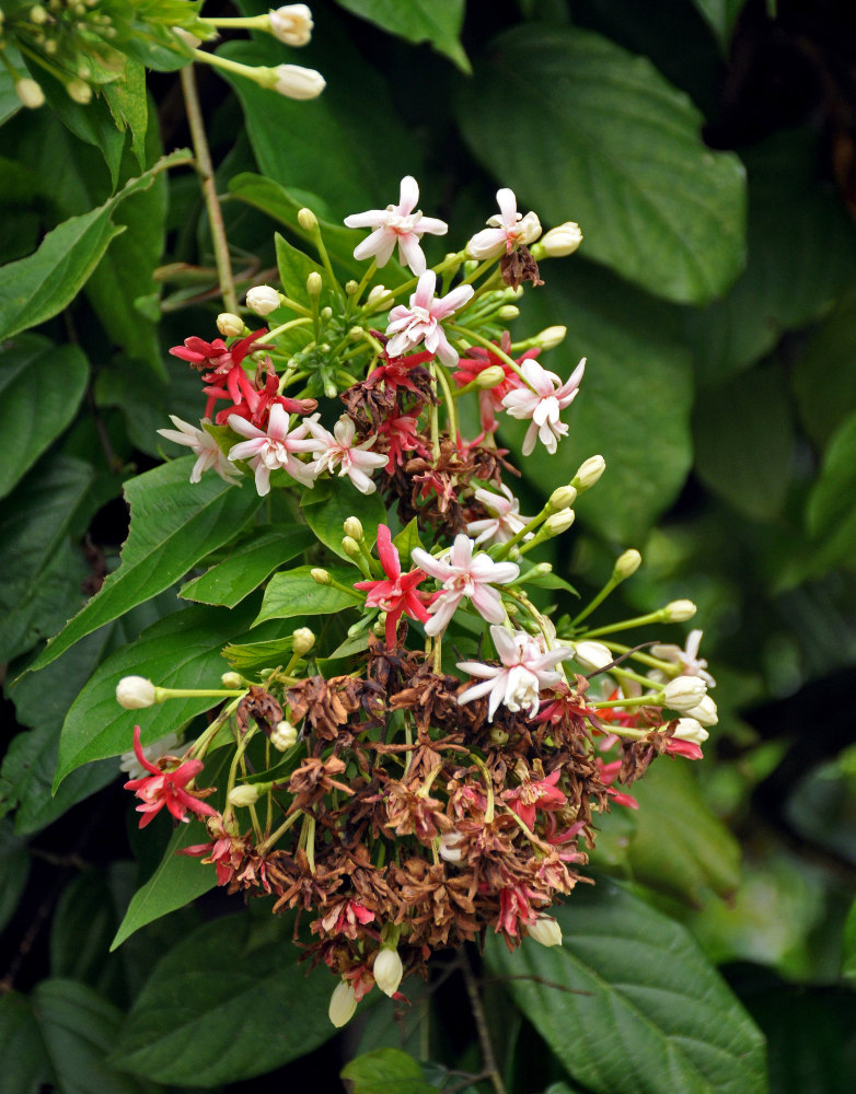 Image of Combretum indicum specimen.