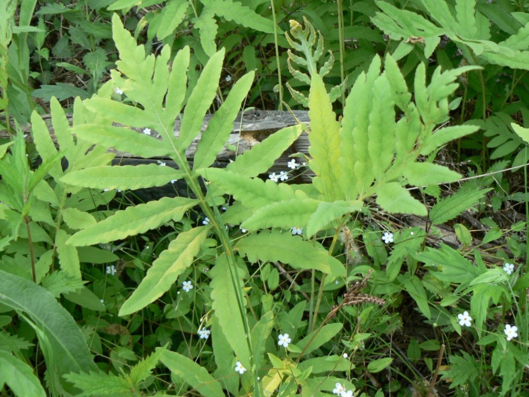 Image of Onoclea sensibilis specimen.