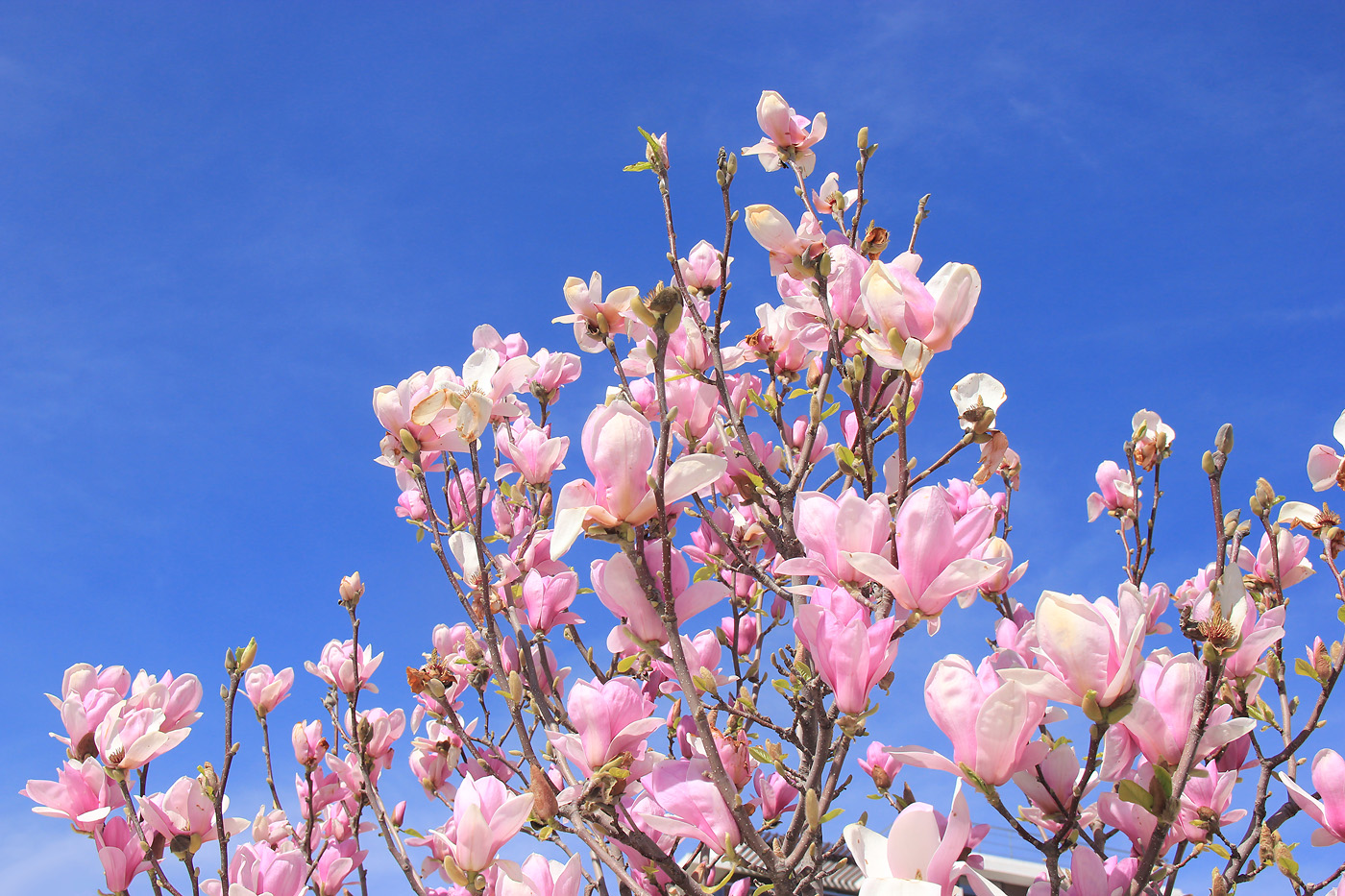Image of Magnolia × soulangeana specimen.