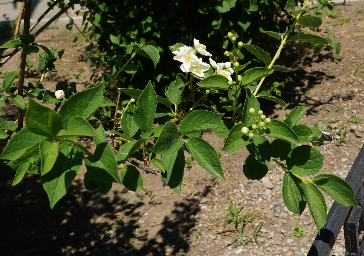 Изображение особи род Philadelphus.