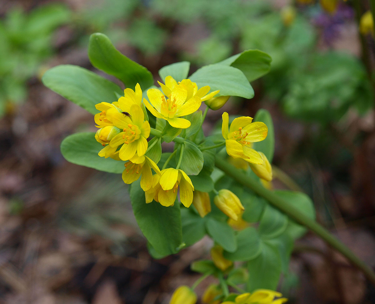 Изображение особи Gymnospermium altaicum.