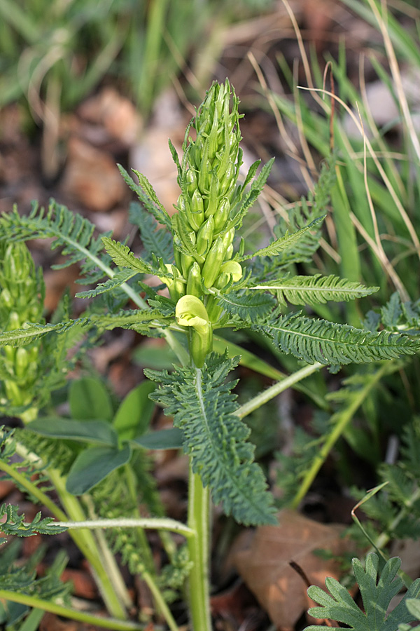 Изображение особи Pedicularis sibthorpii.