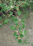 Cotoneaster suavis