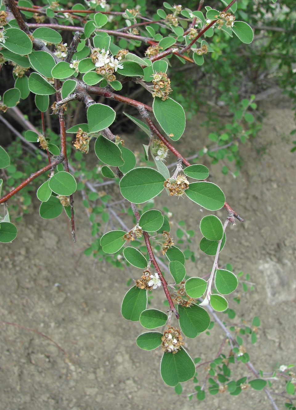 Изображение особи Cotoneaster suavis.