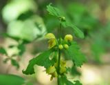 Galeobdolon caucasicum. Верхушка цветущего растения. Республика Адыгея, левый берег р. Белая чуть ниже устья руч. Большой Руфабго, лиственный лес. 28.04.2018. 28.04.2018.