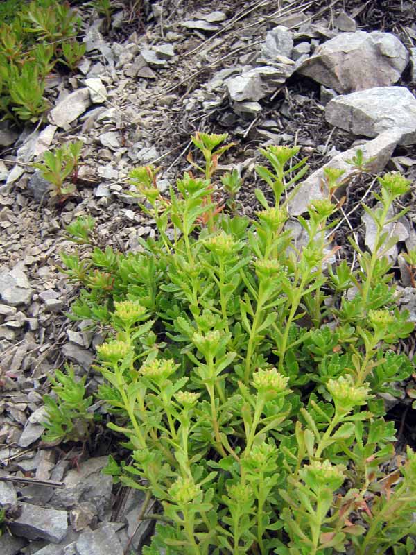 Image of Aizopsis hybrida specimen.