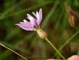 Scorzonera purpurea. Соцветие. Тульская обл., Ефремовский р-н, долина р. Красивая Меча, разнотравная степь. 03.06.2018.