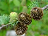 Larix kaempferi