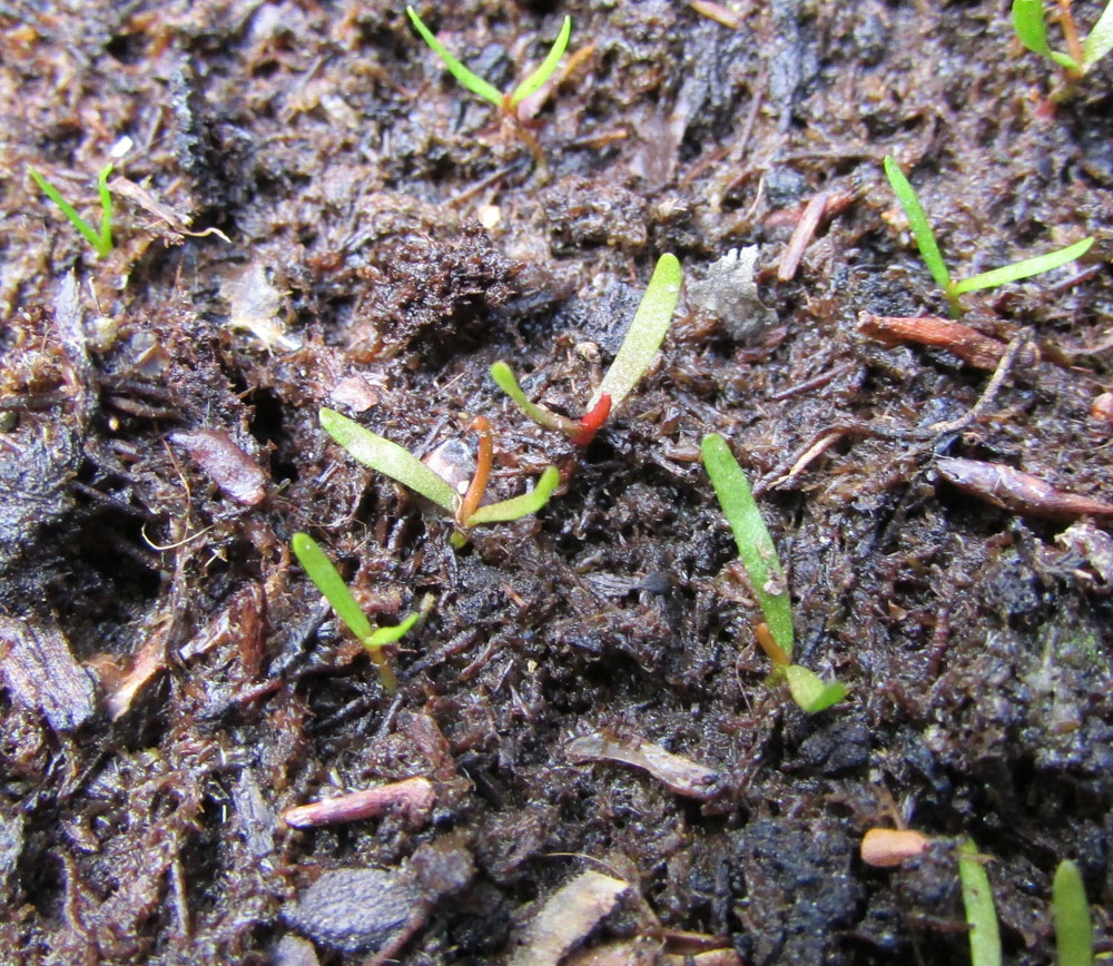 Image of Sarracenia purpurea specimen.