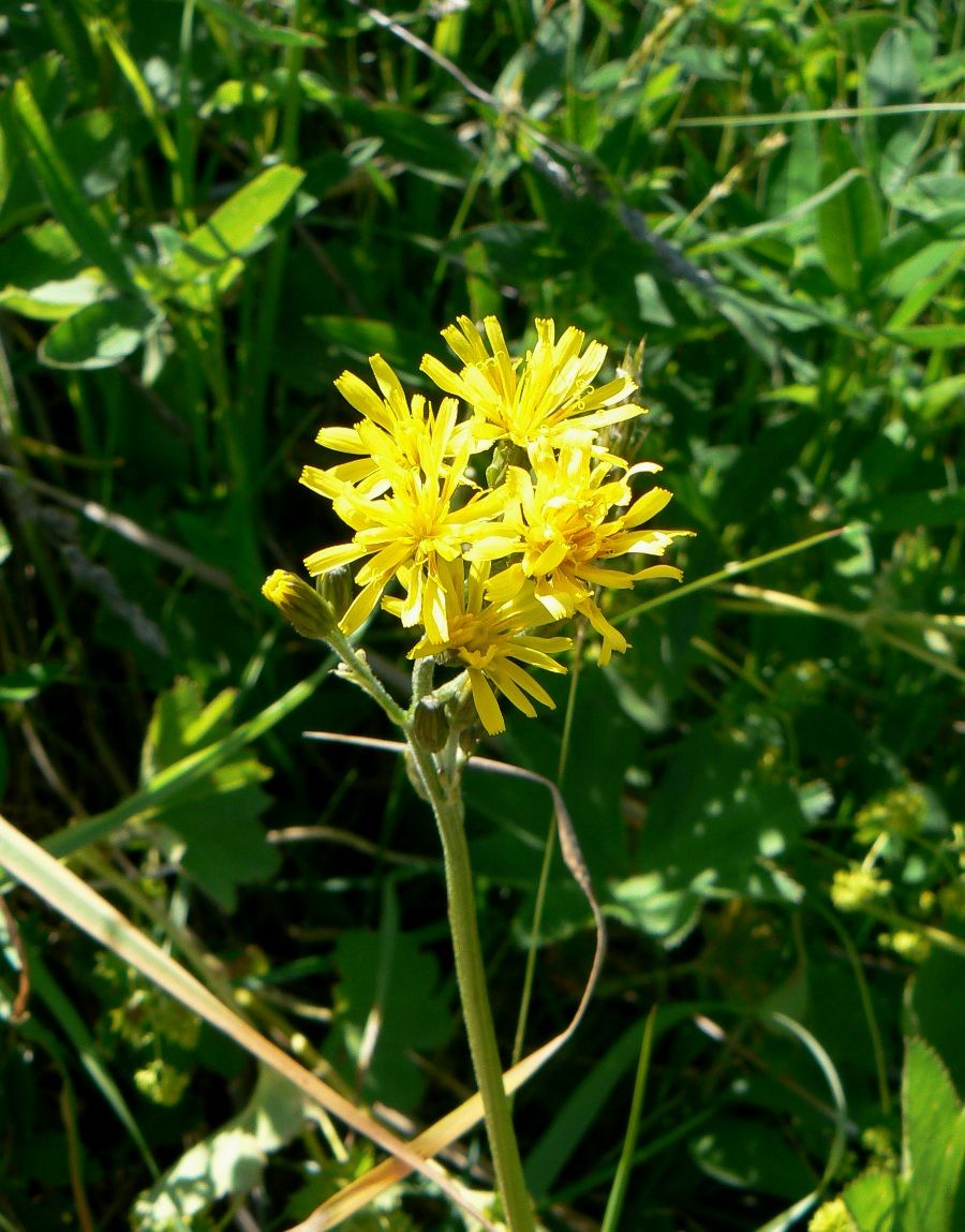 Изображение особи Crepis praemorsa.