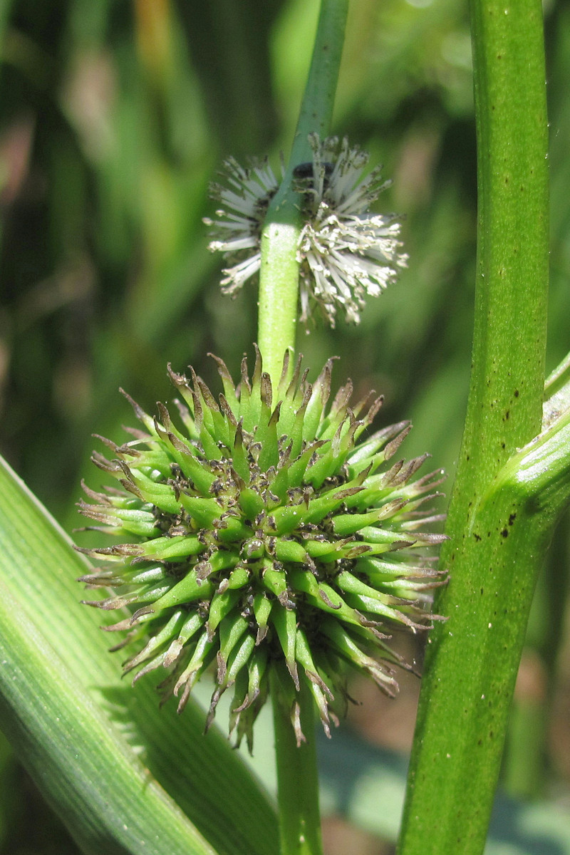 Image of Sparganium erectum specimen.