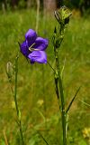 Campanula persicifolia