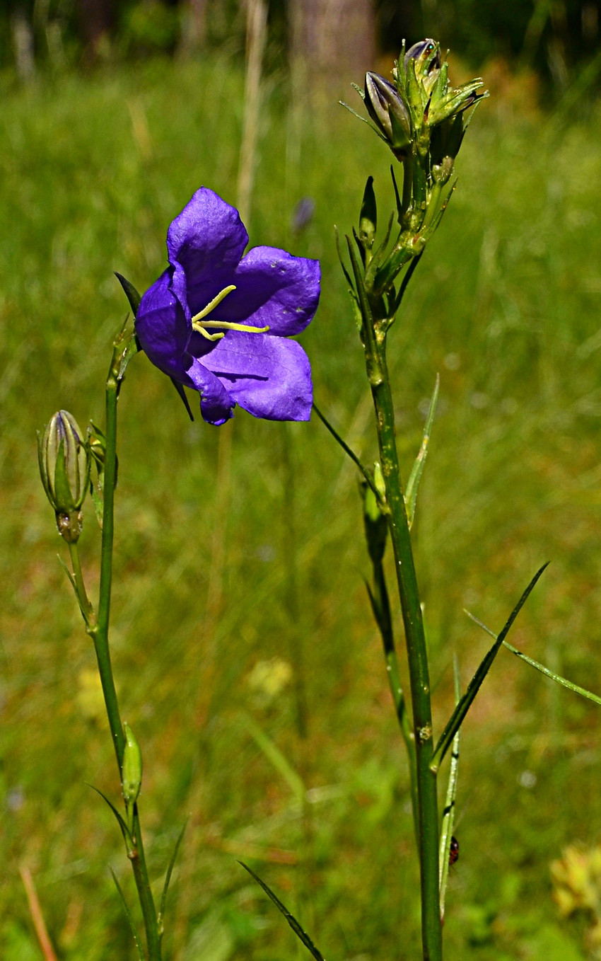 Image of Campanula persicifolia specimen.