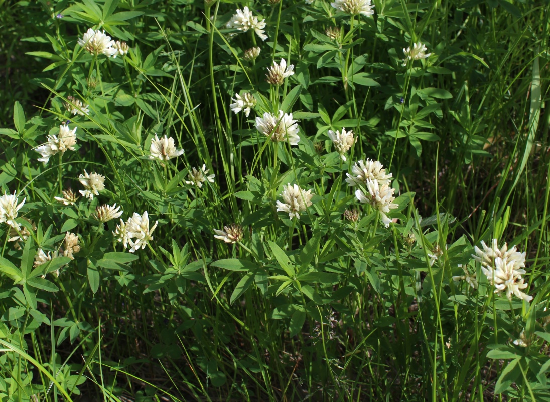 Изображение особи Trifolium lupinaster.