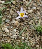 Tulipa patens. Цветущее растение. Восточный Казахстан, г. Усть-Каменогорск, восточные окр., Лесхоз, склон сопки. 30.04.2018.