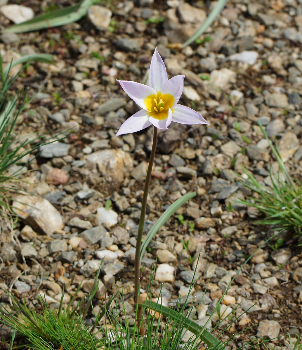 Image of Tulipa patens specimen.
