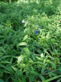 Aegonychon purpureocaeruleum
