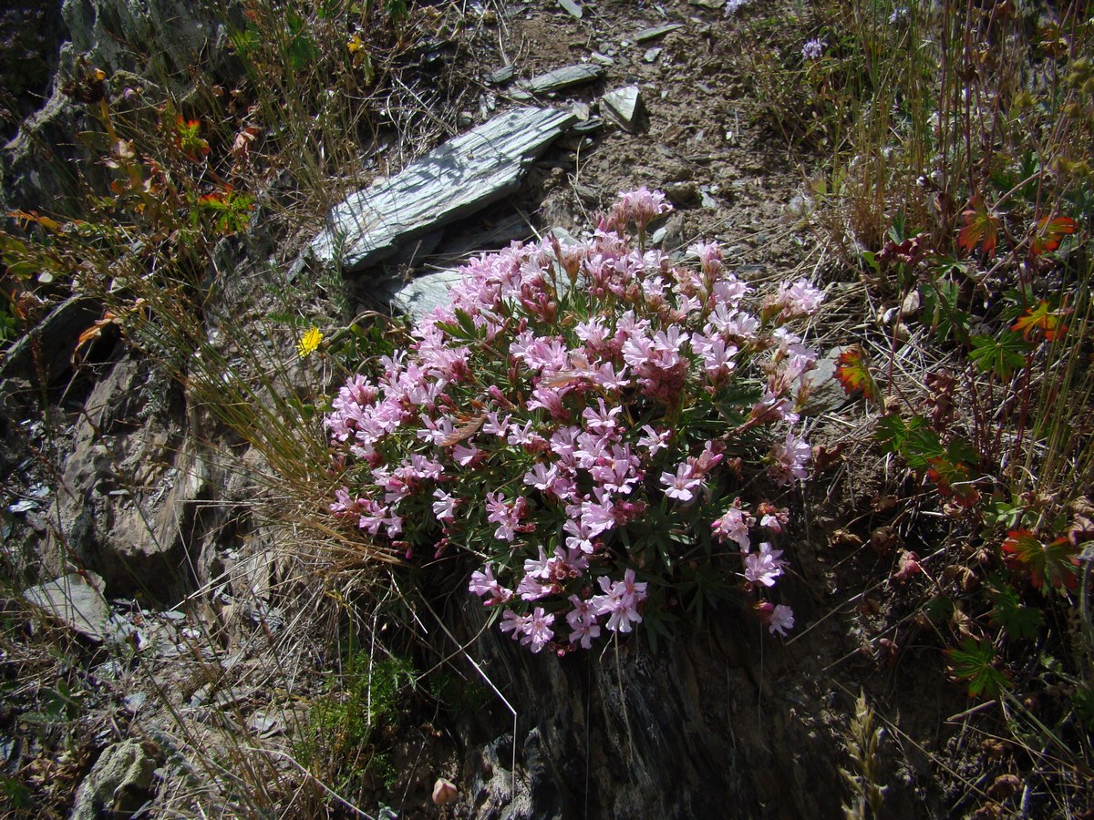 Image of Acantholimon alexandri specimen.