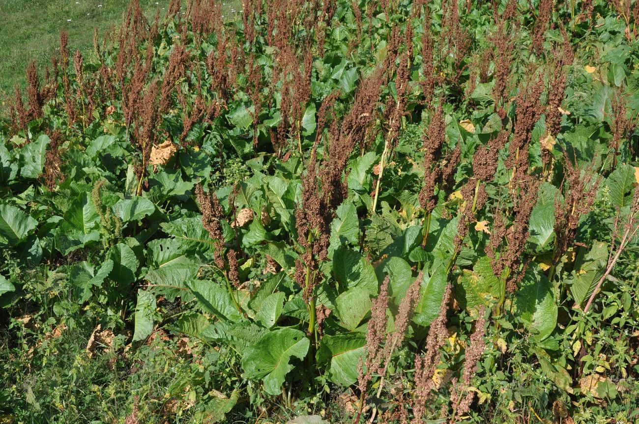 Image of Rumex alpinus specimen.