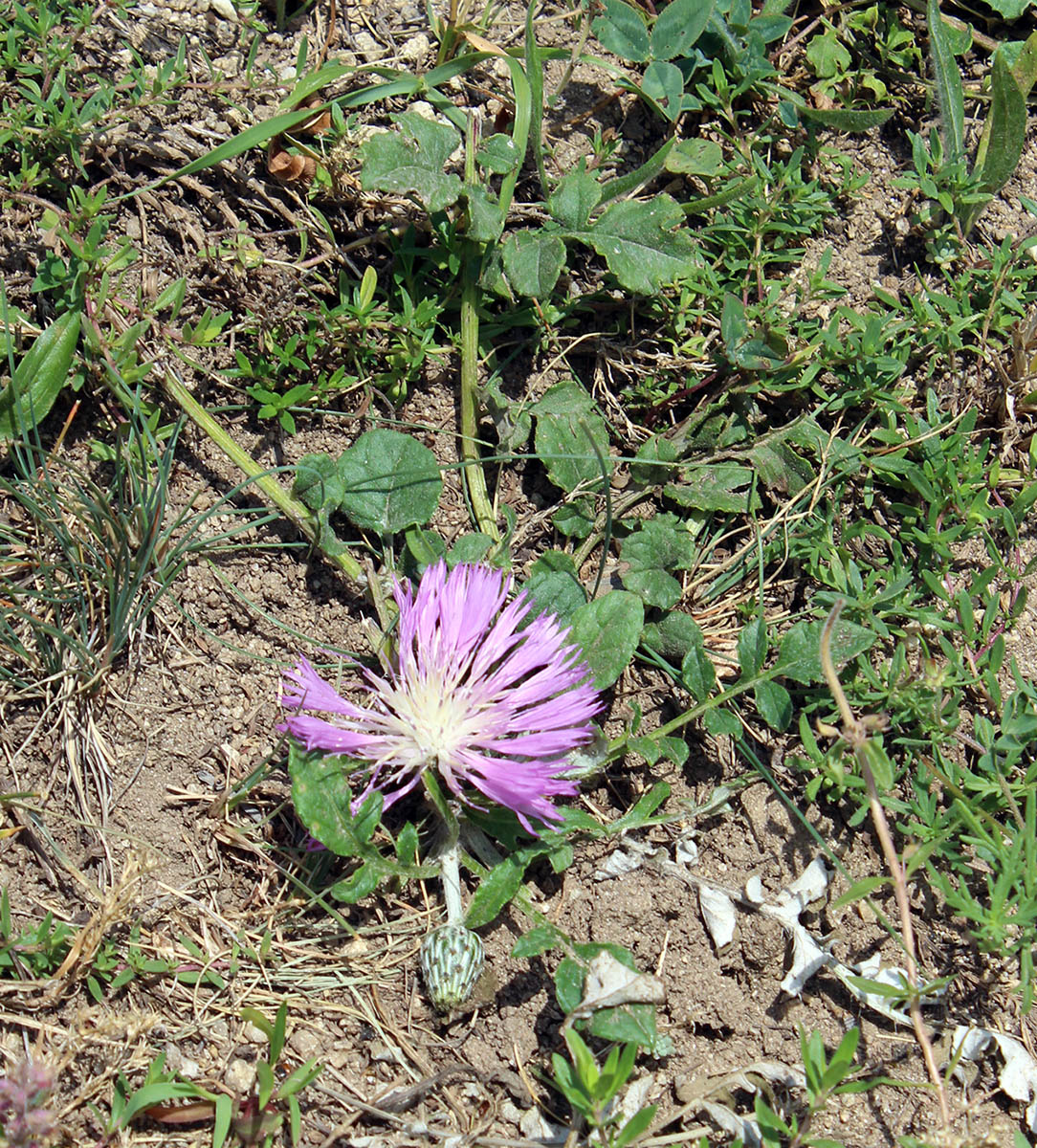 Изображение особи Psephellus salviifolius.