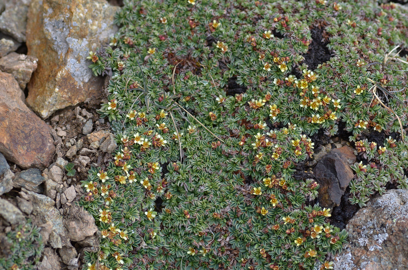 Image of Sibbaldia tetrandra specimen.