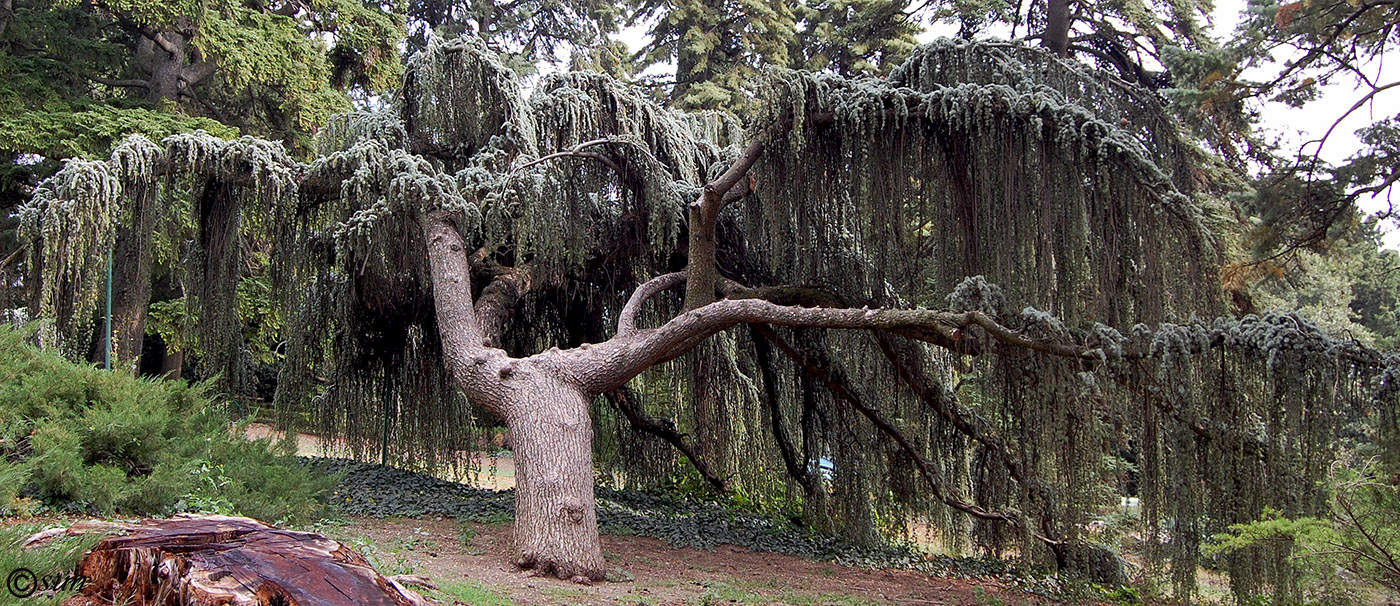 Image of Cedrus atlantica specimen.