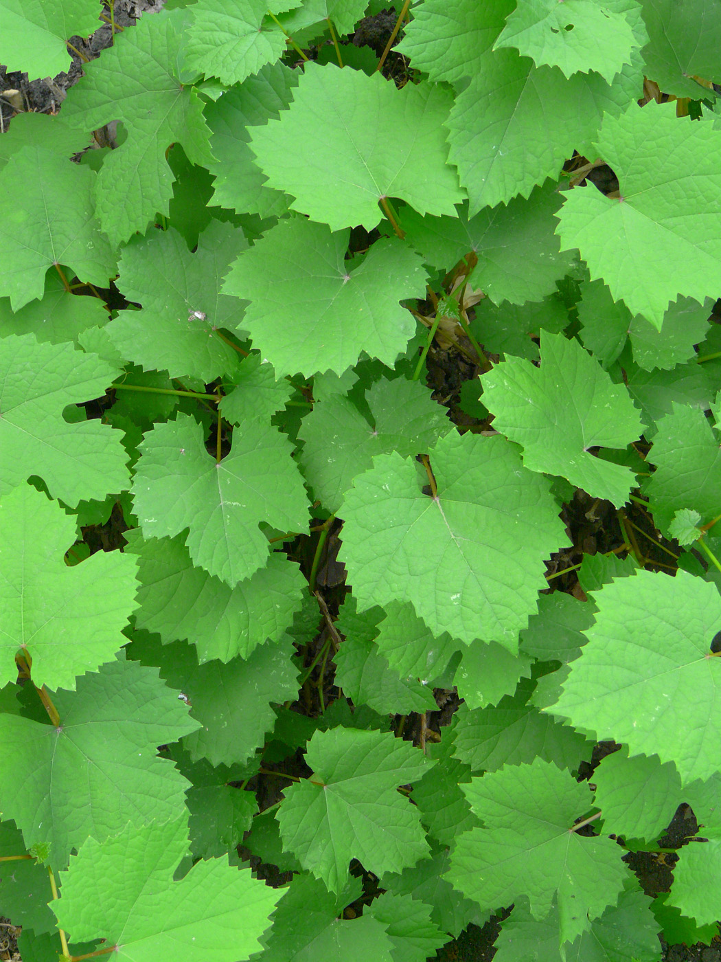 Image of Vitis &times; bacoi specimen.