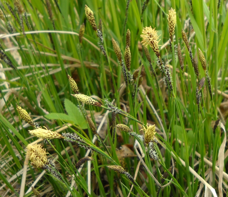 Изображение особи род Carex.
