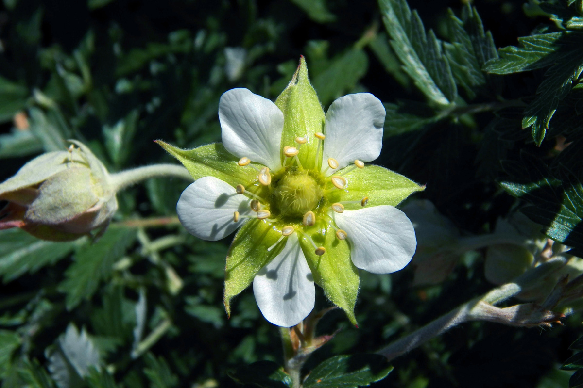 Изображение особи Farinopsis salesoviana.