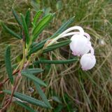Andromeda polifolia. Верхушка цветущего растения. Чукотка, Билибинский р-н, северная окр. г. Билибино, заболоченный участок между насыпями. 27.06.2018.