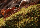 Atrichum angustatum
