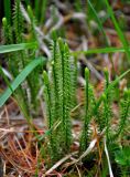 Lycopodium annotinum. Спороносящие растения. Алтай, Катунский хребет, берег оз. Нижнее Мультинское, ≈ 1600 м н.у.м., хвойный лес. 30.06.2018.