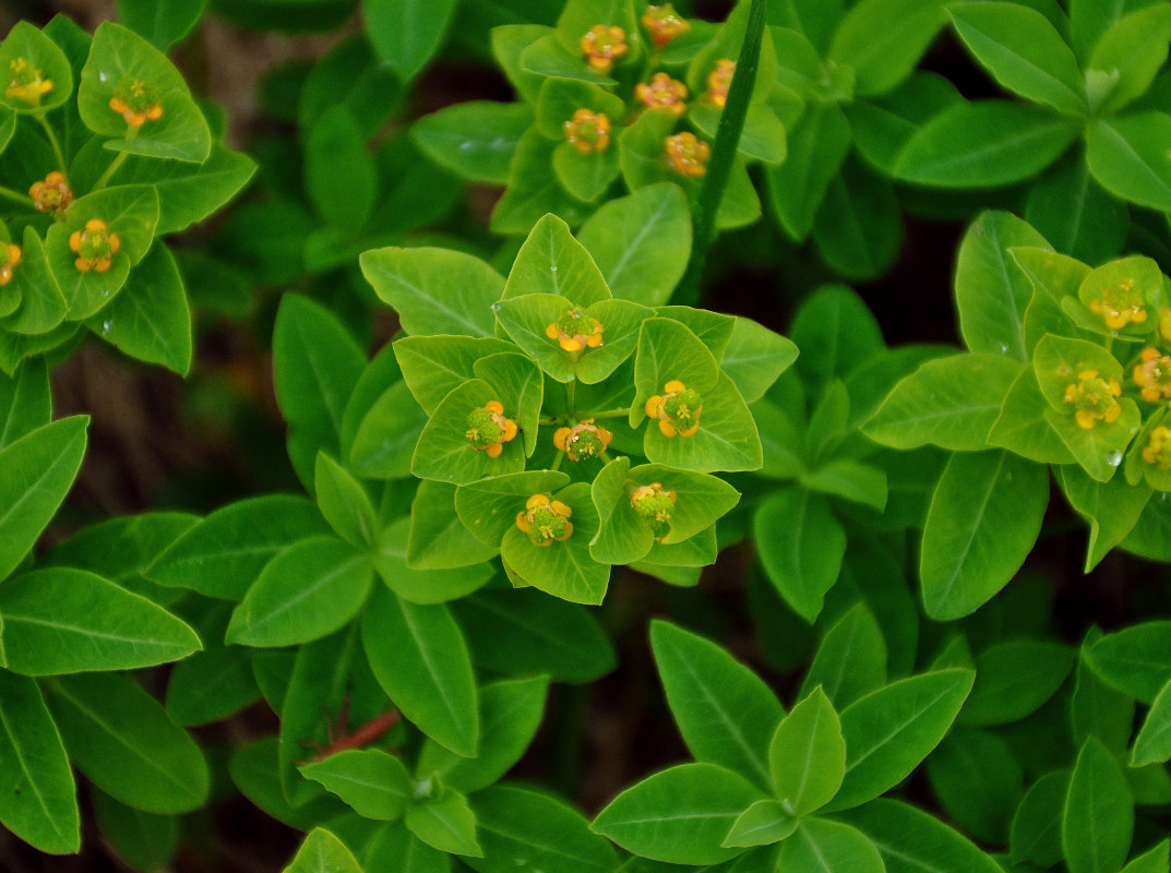 Изображение особи Euphorbia altaica.