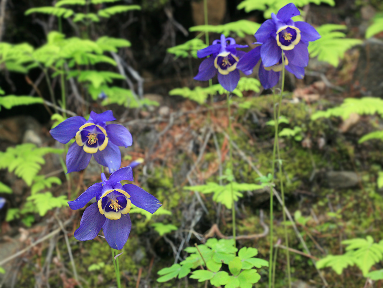 Изображение особи Aquilegia amurensis.