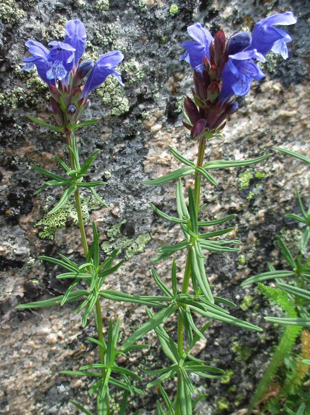 Изображение особи Dracocephalum ruyschiana.