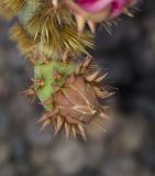 Opuntia aciculata