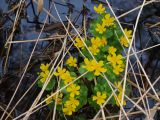 Caltha palustris. Цветущее растение. Московская обл., Раменский р-н, пос. Ильинский, на сырой улице в мелиоративной канаве. 06.05.2018.