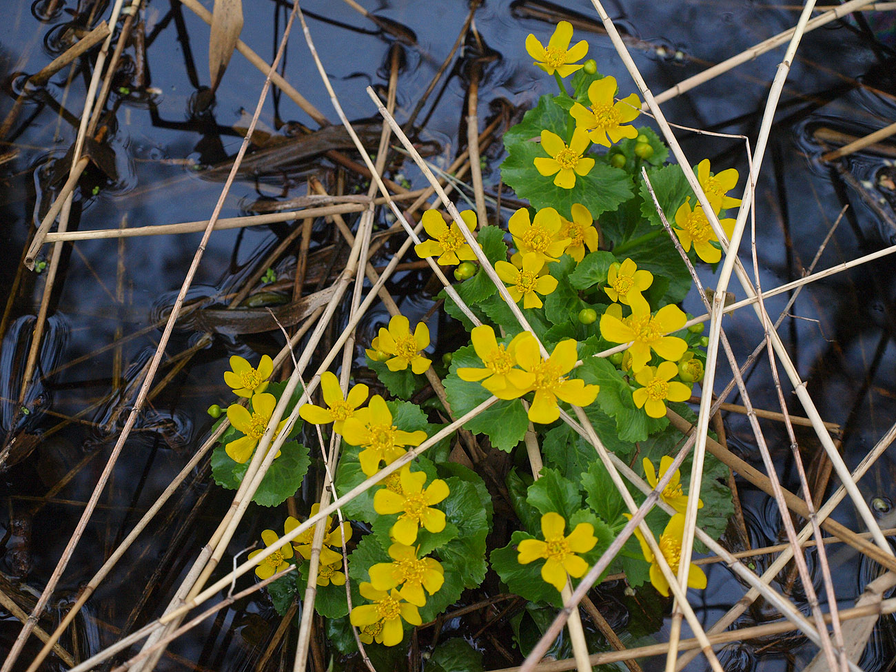 Изображение особи Caltha palustris.