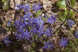 Hepatica nobilis