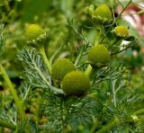 Matricaria discoidea