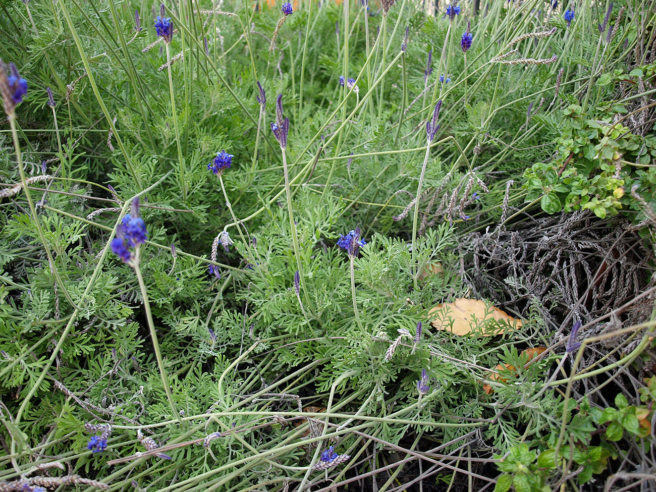 Изображение особи Lavandula multifida.