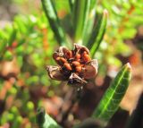 Andromeda polifolia. Вскрывшийся плод. Окр. Архангельска, болото. 19.09.2011.